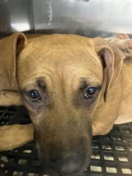 JOSH -  Mixed Breed Dog for Adoption in Dallas, Texas - JOSH | PetCurious