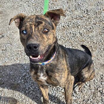 Rescue Catahoula Leopard Dog Dogs for Adoption in Scottsburg, Indiana - CARMELLO | PetCurious