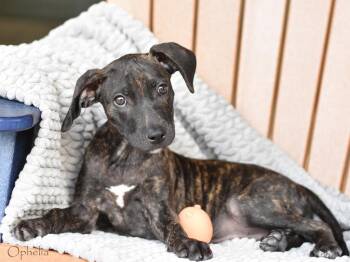 Rescue Terrier and American Staffordshire Terrier Dogs for Adoption in Conroe, Texas - Ophelia | PetCurious