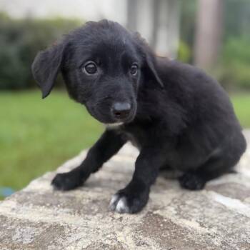 Willow -  Labrador Retriever Dog for Adoption in Baton Rouge, Louisiana - Willow | PetCurious