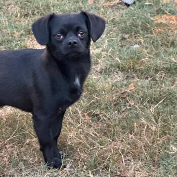 Chihuahua and Mixed Breed Dogs Available for Adoption in Venice, Florida - Silent Bob | PetCurious