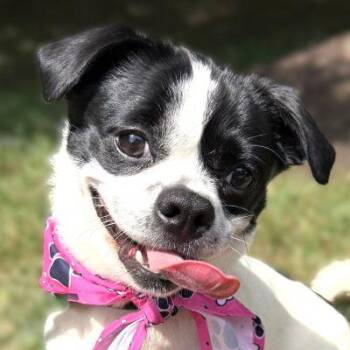 Celeste -  Boston Terrier and Pug Dog for Adoption in Arlington, Virginia - Celeste | PetCurious