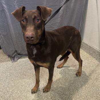 IVHS-Stray-141508 -  Doberman Pinscher Dog for Adoption in San Gabriel, California - IVHS-Stray-141508 | PetCurious