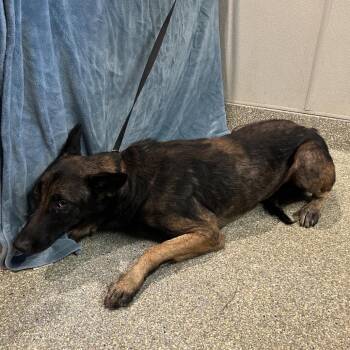 IVHS-Stray-143157 -  Belgian Shepherd Malinois Dog for Adoption in San Gabriel, California - IVHS-Stray-143157 | PetCurious