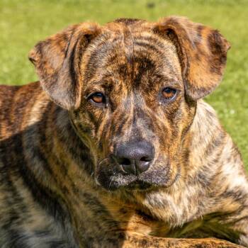 Terrier Dogs Available for Adoption - Raja | PetCurious