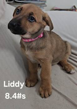 German Shepherd Dog Dogs Available for Adoption - Liddy | PetCurious