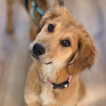 Mixed Breed and Yellow Labrador Retriever Dogs Available for Adoption - Matcha | PetCurious