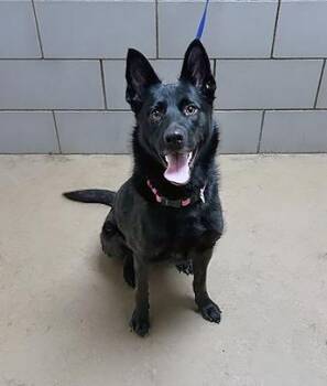 Mixed Breed Dogs Available for Adoption in Nashville, Tennessee - Ambrosia | PetCurious