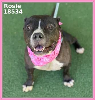 ROSIE -  Pit Bull Terrier and American Staffordshire Terrier Dog Available for Adoption in Marietta, Georgia - ROSIE | PetCurious