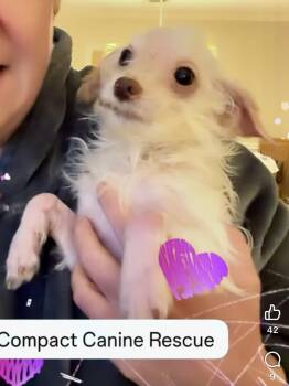 Davy Jones -  Maltese Dog for Adoption in Norfolk, Virginia - Davy Jones | PetCurious