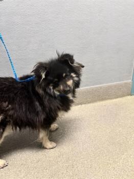 LABUBU -  Pomeranian and Mixed Breed Dog for Adoption in Las Vegas, Nevada - LABUBU | PetCurious