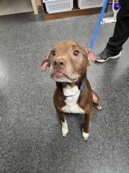 Lan -  Pit Bull Terrier and Mixed Breed Dog for Adoption in Roseville, California - Lan | PetCurious