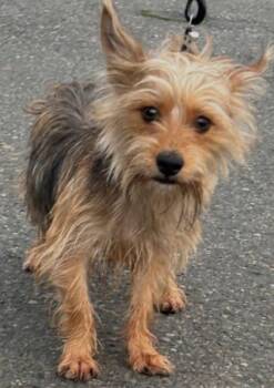 Yorkshire Terrier Dogs Available for Adoption - Ben | PetCurious