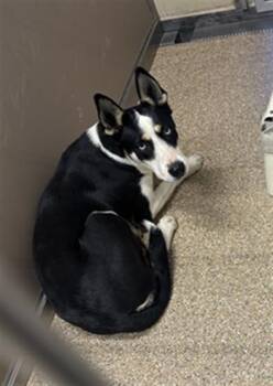 German Shepherd Dog and Mixed Breed Dogs Available for Adoption - BONNIE | PetCurious