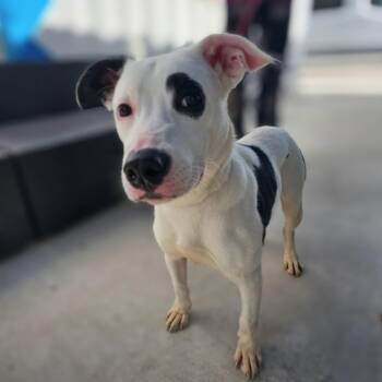 Athena -  Terrier and Mixed Breed Dog for Adoption in Corpus Christi, Texas - Athena | PetCurious