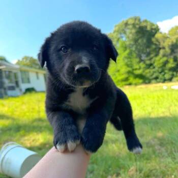 CT Harry avail Jun 6 (Quarry Campground- Tolland, CT) -  Shepherd and Mixed Breed Dog for Adoption in Eastford, Connecticut - CT Harry Avail Jun 6 (Quarry Campground- Tolland, CT) | PetCurious