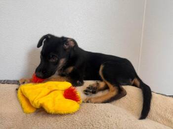 Gunner -  German Shepherd Dog and Mixed Breed Dog for Adoption in Raleigh, North Carolina - Gunner | PetCurious