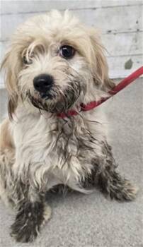 GRACE -  Terrier Dog for Adoption in San Bernardino, California - GRACE | PetCurious