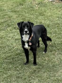 Rescue Border Collie Dogs for Adoption in Lucas, Texas - Juno #1215 | PetCurious