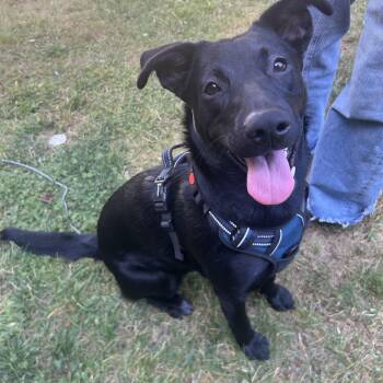 Mya -  Black Labrador Retriever and Australian Shepherd Dog for Adoption in Olympia, Washington - Mya | PetCurious