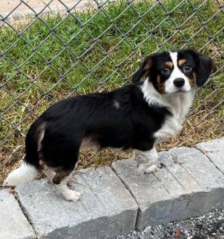 Cookie -  Chihuahua and Mixed Breed Dog for Adoption in Wilkesboro, North Carolina - Cookie | PetCurious
