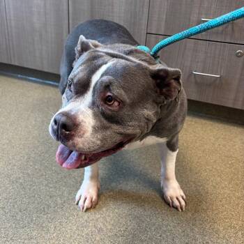 Camille -  Pit Bull Terrier Dog for Adoption in Council Bluffs, Iowa - Camille | PetCurious