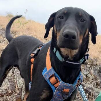 Tobie - AVAILABLE -  Doberman Pinscher Dog for Adoption in Seattle, Washington - Tobie - AVAILABLE | PetCurious