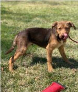 Mixed Breed Dogs Available for Adoption in West Chester, Pennsylvania - Pecan | PetCurious