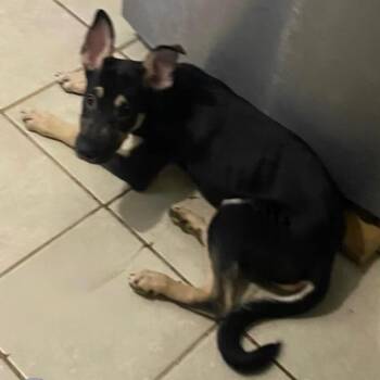 Tostada -  German Shepherd Dog and Mixed Breed Dog for Adoption in Denver, Colorado - Tostada | PetCurious