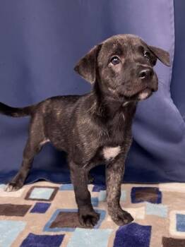 Pen -  Labrador Retriever and Mixed Breed Dog for Adoption in Houston, Texas - Pen | PetCurious