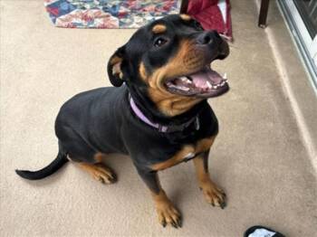 REMY -  Rottweiler and Mixed Breed Dog for Adoption in Derwood, Maryland - REMY | PetCurious