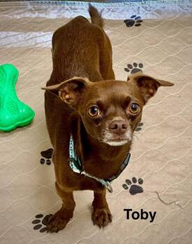 Toby -  Chihuahua Dog for Adoption in St. George, Utah - Toby | PetCurious