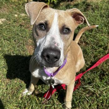 Toby -  Mixed Breed Dog for Adoption in Spruce Pine, North Carolina - Toby | PetCurious