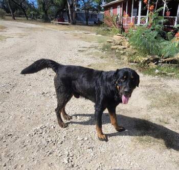 BUDDY -  Rottweiler Dog for Adoption in San Antonio, Texas - BUDDY | PetCurious