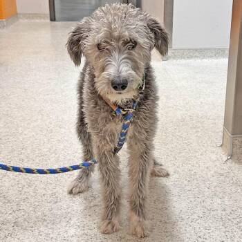 Bambi -  Mixed Breed Dog for Adoption in Hailey, Idaho - Bambi | PetCurious