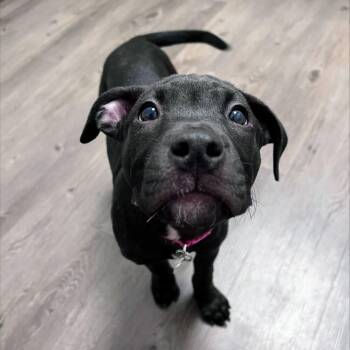 Finlay -  Pit Bull Terrier and Mastiff Dog for Adoption in Pataskala, Ohio - Finlay | PetCurious