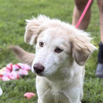 RANGER -  Husky and Golden Retriever Dog for Adoption in Locust Fork, Alabama - RANGER | PetCurious