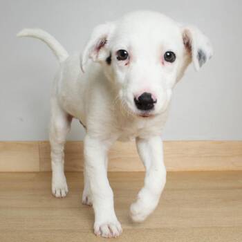 Australian Shepherd and Mixed Breed Dogs Available for Adoption in Minnetonka, Minnesota - Smudge D69335 | PetCurious