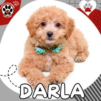 DARLA -  Cockapoo Dog for Adoption in Foxfield, Colorado - DARLA | PetCurious