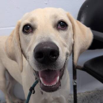 Sweet Caroline -  Yellow Labrador Retriever and Mixed Breed Dog for Adoption in Hattiesburg, Mississippi - Sweet Caroline | PetCurious