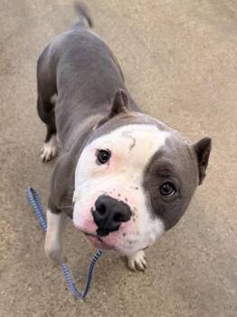 Tucker -  Pit Bull Terrier Dog for Adoption in Cleveland, Ohio - Tucker | PetCurious