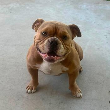 Sasha -  English Bulldog Dog for Adoption in Wilton, California - Sasha | PetCurious