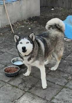 Husky Dogs Available for Adoption - Rayne | PetCurious