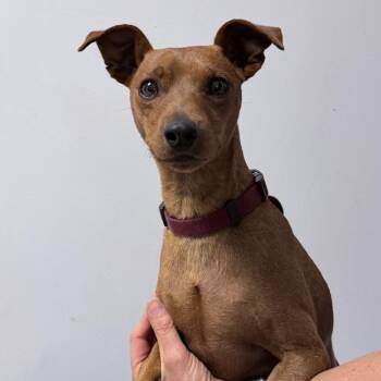 Cabernet -  Mixed Breed Dog for Adoption in Medford, Oregon - Cabernet | PetCurious