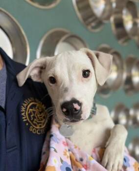 Mixed Breed Dogs Available for Adoption - Hauoli | PetCurious