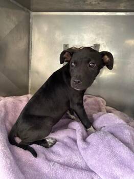 Mixed Breed Dogs Available for Adoption in Bossier City, Louisiana - Stacey | PetCurious