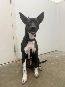 Rescue Labrador Retriever and German Shepherd Dog Dogs for Adoption in Rosenberg, Texas - KNIGHT | PetCurious