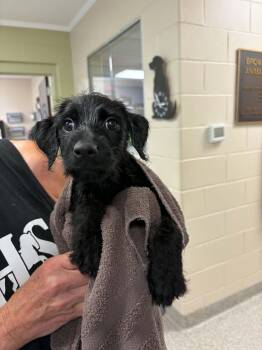Walker -  Foxhound and Mixed Breed Dog for Adoption in Georgetown, Ohio - Walker | PetCurious