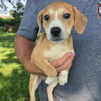 Bri -  Mixed Breed Dog for Adoption in Kansas City, Missouri - Bri | PetCurious