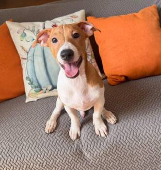 Carlos -  Jack Russell Terrier and Chihuahua Dog for Adoption in Calgary, Alberta - Carlos | PetCurious